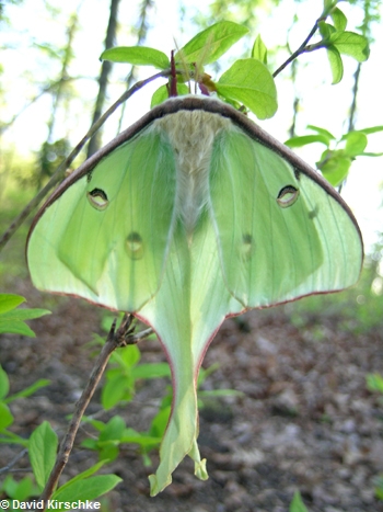 Saturniidae: Papillon lune (Actias luna)